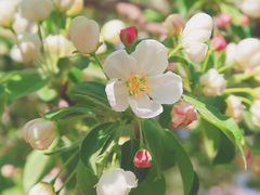 -海棠花溪(元大都城垣遗址公园)