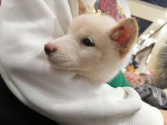 -逗柴咖啡屋·狗咖猫咖宠物桌游