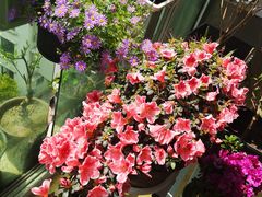 -桂林市花鸟市场