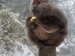 -峨眉山风景名胜区