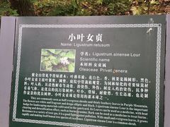 -紫金山山顶公园