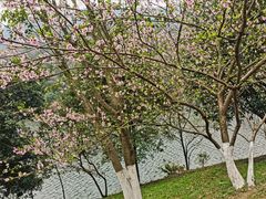 -桃花岭景区
