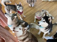 -Husky Go! 哈士奇体验馆·宠物咖啡厅狗咖