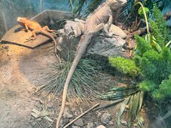 -上海大自然野生昆虫馆(东方明珠·爬宠昆虫探索中心)