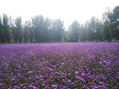 -紫海香堤香草艺术庄园