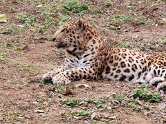 -大连森林动物园