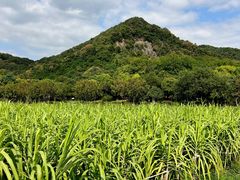 -八卦田遗址公园