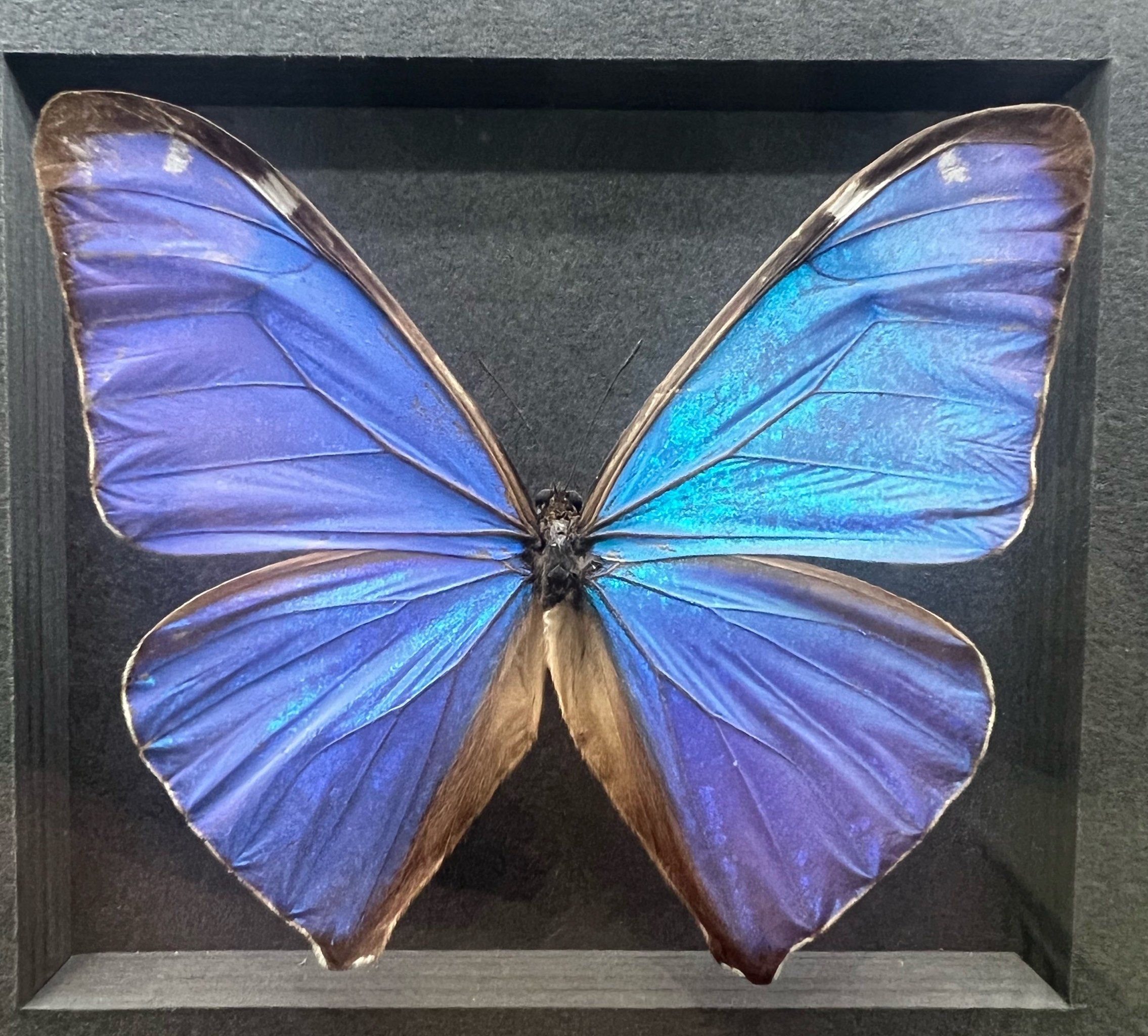 周末遛娃 | 制作了独一无二的蝴蝶标本