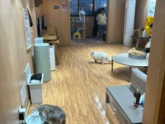 -MOCHA明星猫咖(田子坊店)