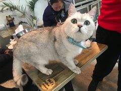 -猫小院猫主题咖啡厅(北锣店)