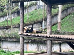 -中国大熊猫保护研究中心雅安碧峰峡基地