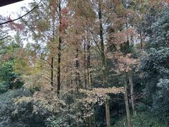 -重庆彩云湖湿地公园