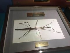-上海昆虫博物馆