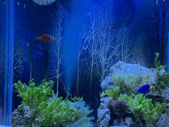 -秦皇岛新澳海底世界