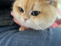 -天使宠物医院·犬猫分诊(彩虹店)