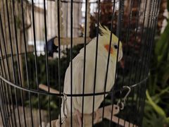 -太湖饭店玉兰厅(自助餐厅)