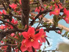 -曲江惠宾苑宾馆(大雁塔大唐不夜城店)