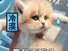 -东方名猫馆·英短金渐层布偶猫舍(环线广场1号楼店)