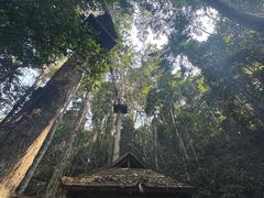 -西双版纳原始森林公园