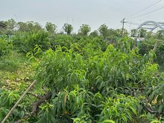 -南汇新场正宗水蜜桃采摘