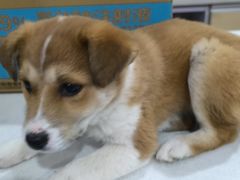 -瑞鹏宠物医院·爱宠堂·骨外专科(西荷分院)