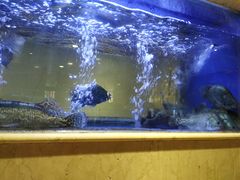 -阿英煲(凉城路店)