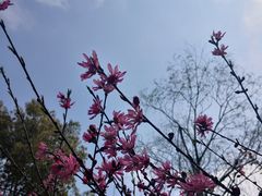 -南汇桃花村