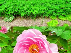 -国家植物园南园