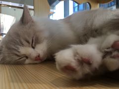 -瞄一喵猫咖(格力海岸店)