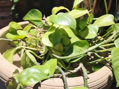 -普洱小黄牛餐厅铜火锅·思茅地方菜(世纪城店)