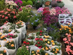 -双季花艺园艺市场(浦东店)