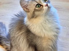 -有喵·猫咖·狗咖·30几只猫10只小狗(岗厦店)