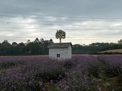 -紫颐香薰山谷景区