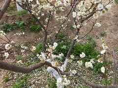 -北京鹫峰国家森林公园