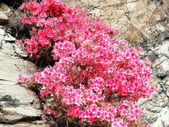 -木兰云雾山