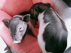 -我爱猫咪·猫咖·狗咖·安哥拉兔·羊驼咖(小寨华旗店)