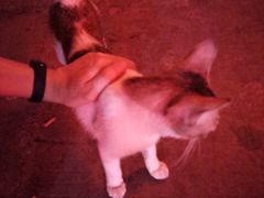 -樊阿姨•肉夹馍•手工面(嘉禾望岗店)