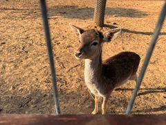 -安徽大青山野生动物世界