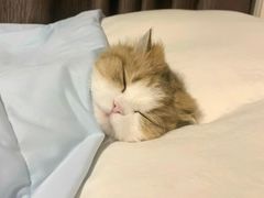 -守英猪脏粉(仓桥街店)