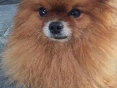 -严国平动物医院(德政总院)