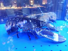 -AZUR聚(香格里拉饭店)