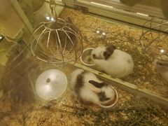 -龙猫仔乐园(惠福东路店)