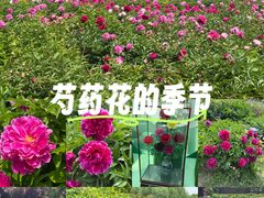 -曹州牡丹园