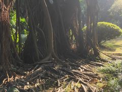 -金花茶公园