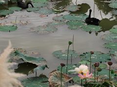 -荷兰花海