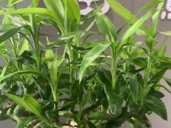 -田凤波推拿.按摩养生(幸福店)