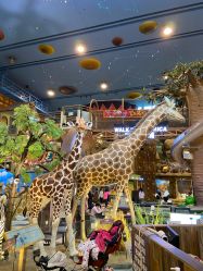 -卡通尼·Safari非洲探索乐园·生日会(金桥国际商业广场店)