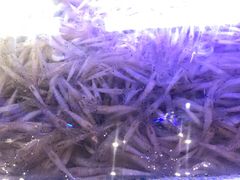 小海虾-老济南·地道济南菜(大明湖店)
