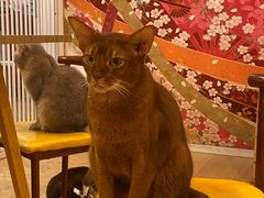 -Let's go狗咖·猫咖·奶狗·桌游(春熙路IFS店)