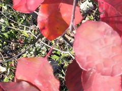 -北京西山国家森林公园